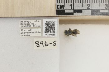 Media type: image;   Entomology 794985 Aspect: Labels